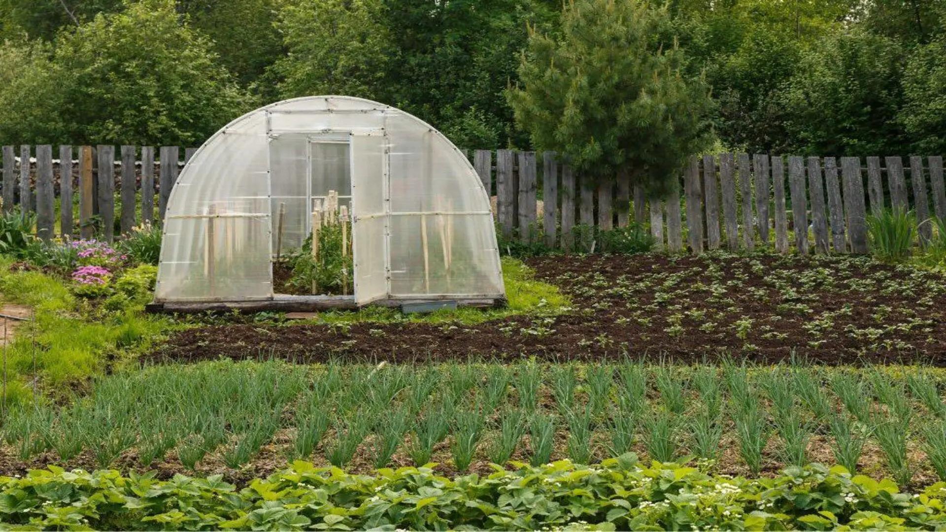 <b>Huerta</b> para Principiantes: ¿Cómo <b>Iniciar</b> mi Propia <b>Huerta</b>? | Blog ...