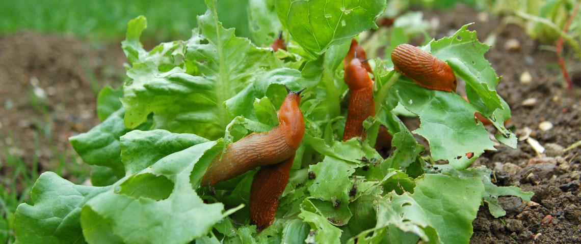 <b>Cómo elegir</b> el mejor producto contra caracoles y babosas <b>para</b> usted