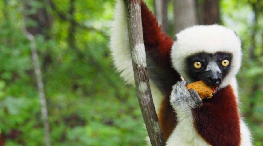 DUKE LEMUR CENTER (Durham) - Qué SABER antes de ir (2025)
